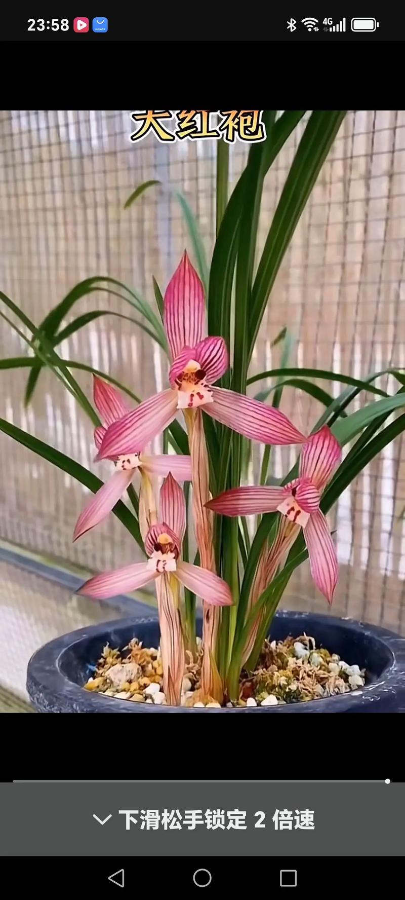 兰花名贵品种价格行情-图1 兰花名贵品种价格行情-图1