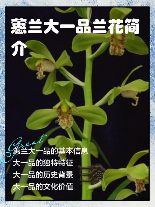 兰花名贵品种价格行情-图3 兰花名贵品种价格行情-图3