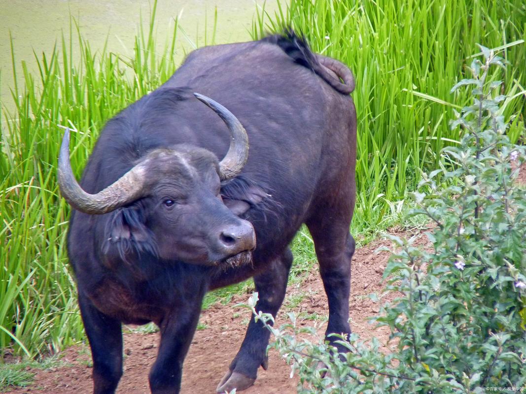 中国水牛品种到底有多少？-图1