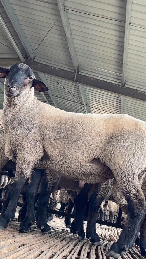 羊养殖选什么品种最省心？-图1