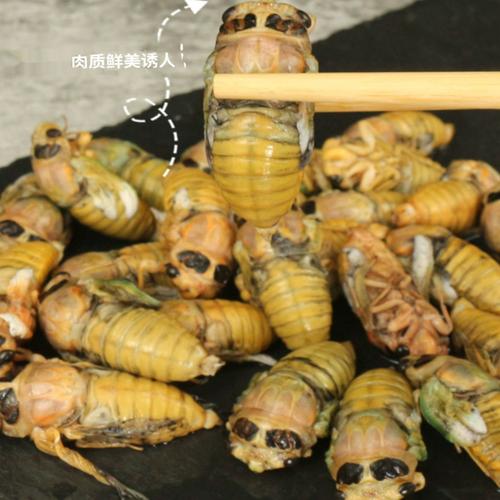 2025永康知了价格-图1