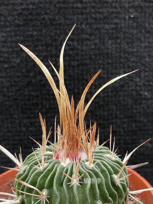 黑色仙人球有哪些品种？-图2