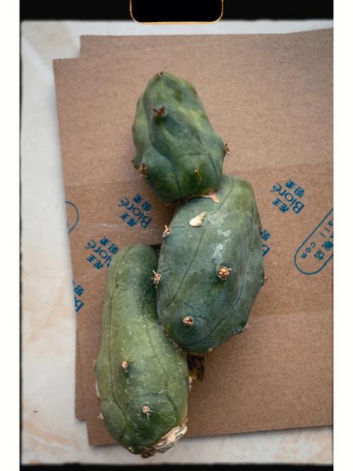 黑色仙人球有哪些品种？-图1