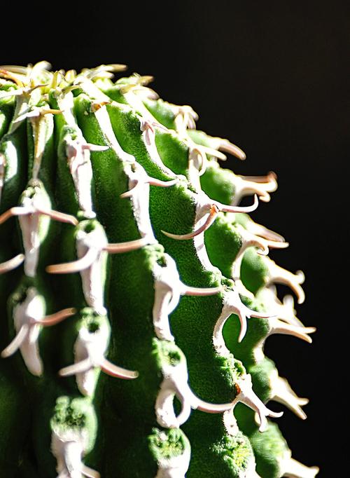 黑色仙人球有哪些品种？-图3