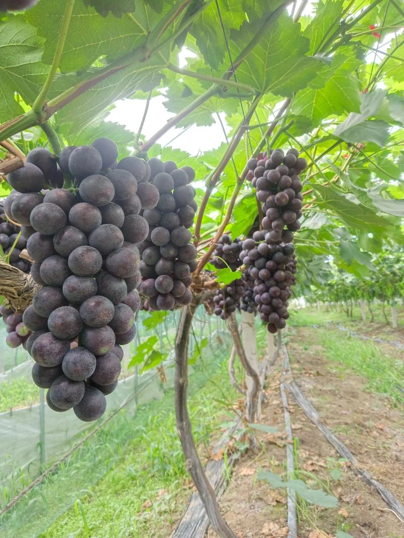 夏黑牙变葡萄品种介绍-图2