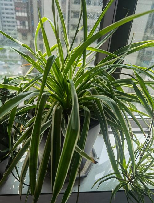 全绿吊兰是哪个稀有品种?-图1 全绿吊兰是哪个稀有品种?-图1