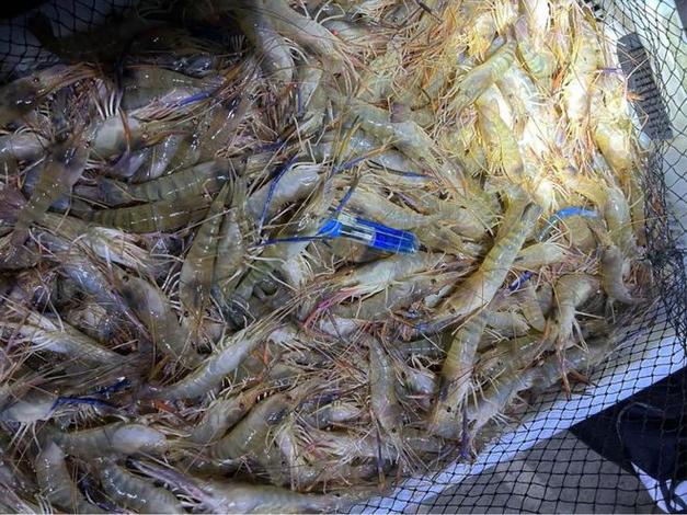 进口虾价缘何下跌?-图3 进口虾价缘何下跌?-图3