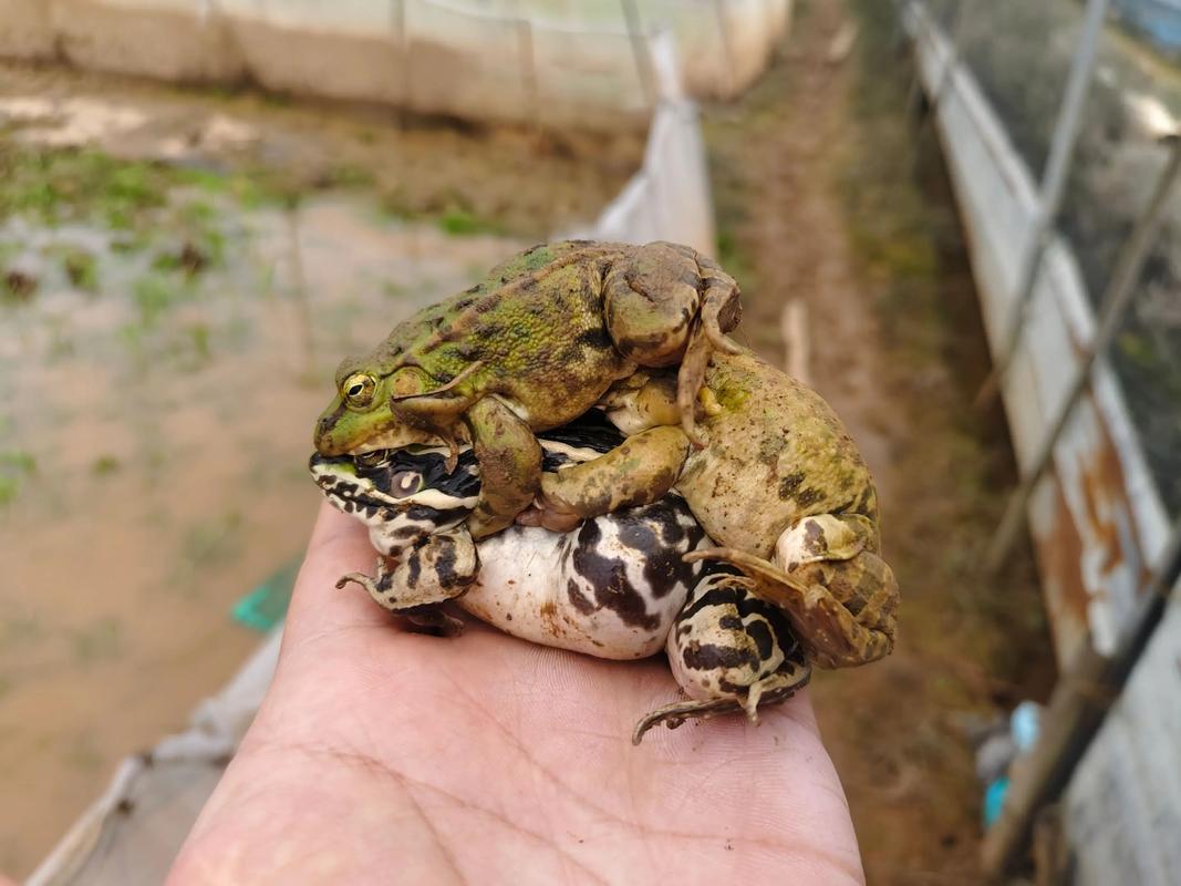 2025年青蛙养殖价格会涨跌吗?-图1 2025年青蛙养殖价格会涨跌吗?-图1