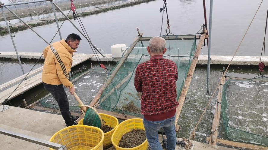 冬季野外捕捉青虾技术-图1 冬季野外捕捉青虾技术-图1