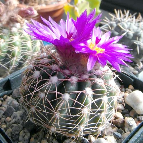 仙人球开花品种有哪些？-图3