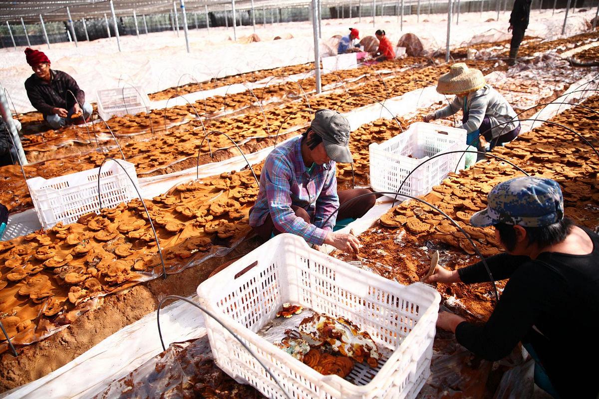 山东金蝉养殖技术视频怎么学?-图1 山东金蝉养殖技术视频怎么学?-图1