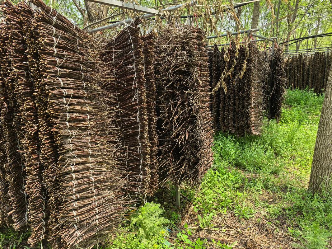 山东金蝉养殖技术视频怎么学?-图2 山东金蝉养殖技术视频怎么学?-图2