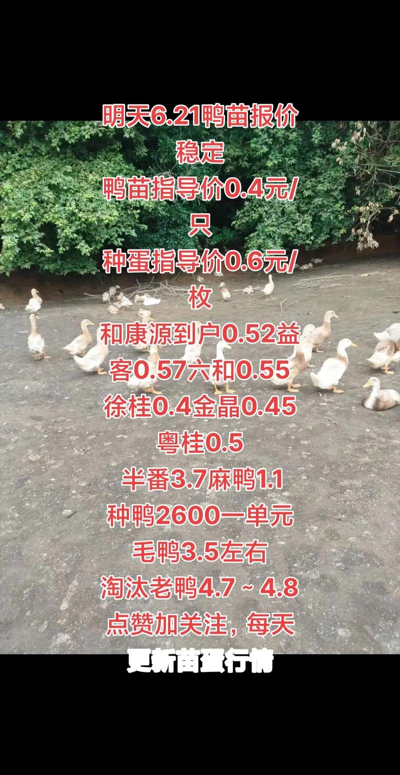 2025鸭苗价格会涨还是跌?-图2 2025鸭苗价格会涨还是跌?-图2
