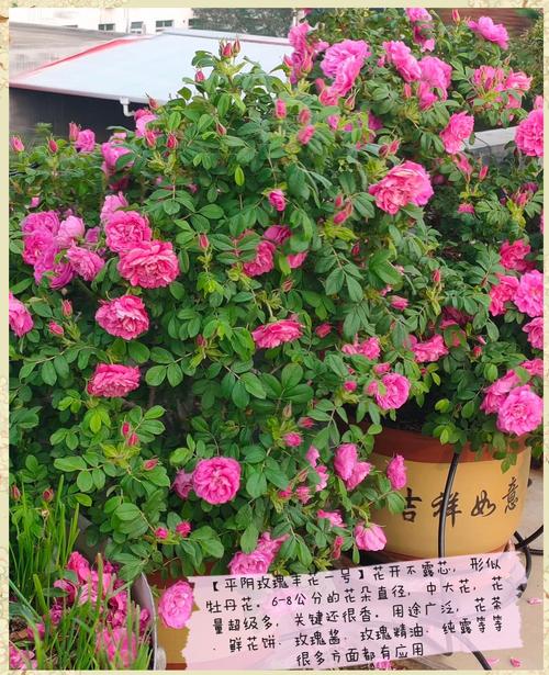 哪种食用玫瑰品种最优质?-图2 哪种食用玫瑰品种最优质?-图2