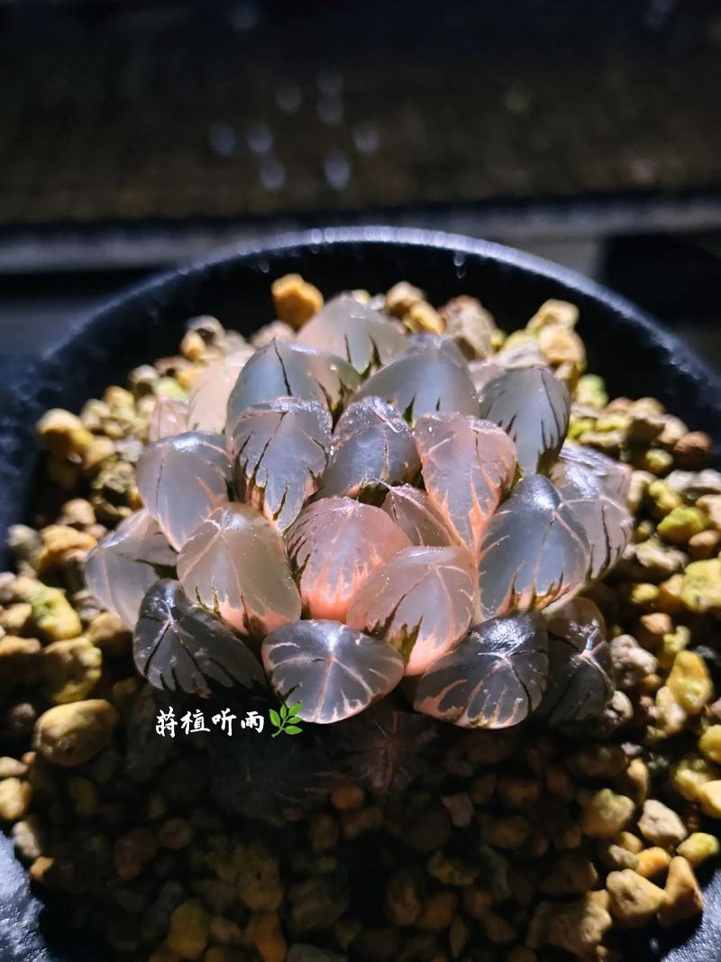 最贵漂亮的多肉品种,到底有多贵多美?-图1 最贵漂亮的多肉品种,到底有多贵多美?-图1