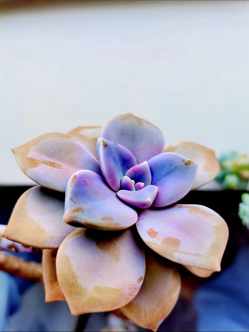 最贵漂亮的多肉品种,到底有多贵多美?-图2 最贵漂亮的多肉品种,到底有多贵多美?-图2