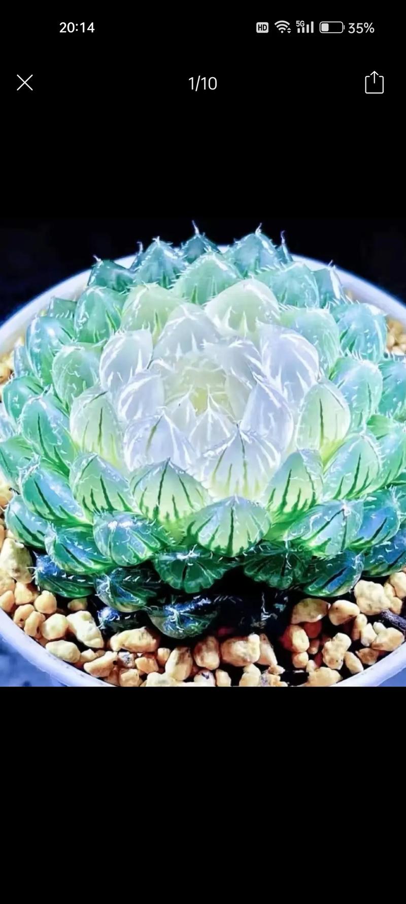 最贵漂亮的多肉品种,到底有多贵多美?-图3 最贵漂亮的多肉品种,到底有多贵多美?-图3