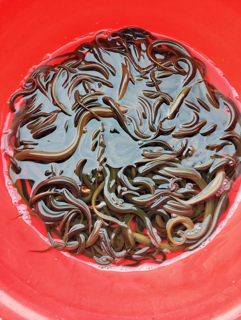 2025荆门黄鳝价格会涨还是跌?-图1 2025荆门黄鳝价格会涨还是跌?-图1