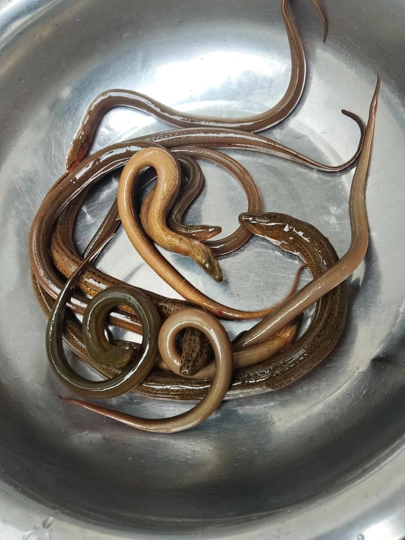 2025荆门黄鳝价格会涨还是跌?-图2 2025荆门黄鳝价格会涨还是跌?-图2