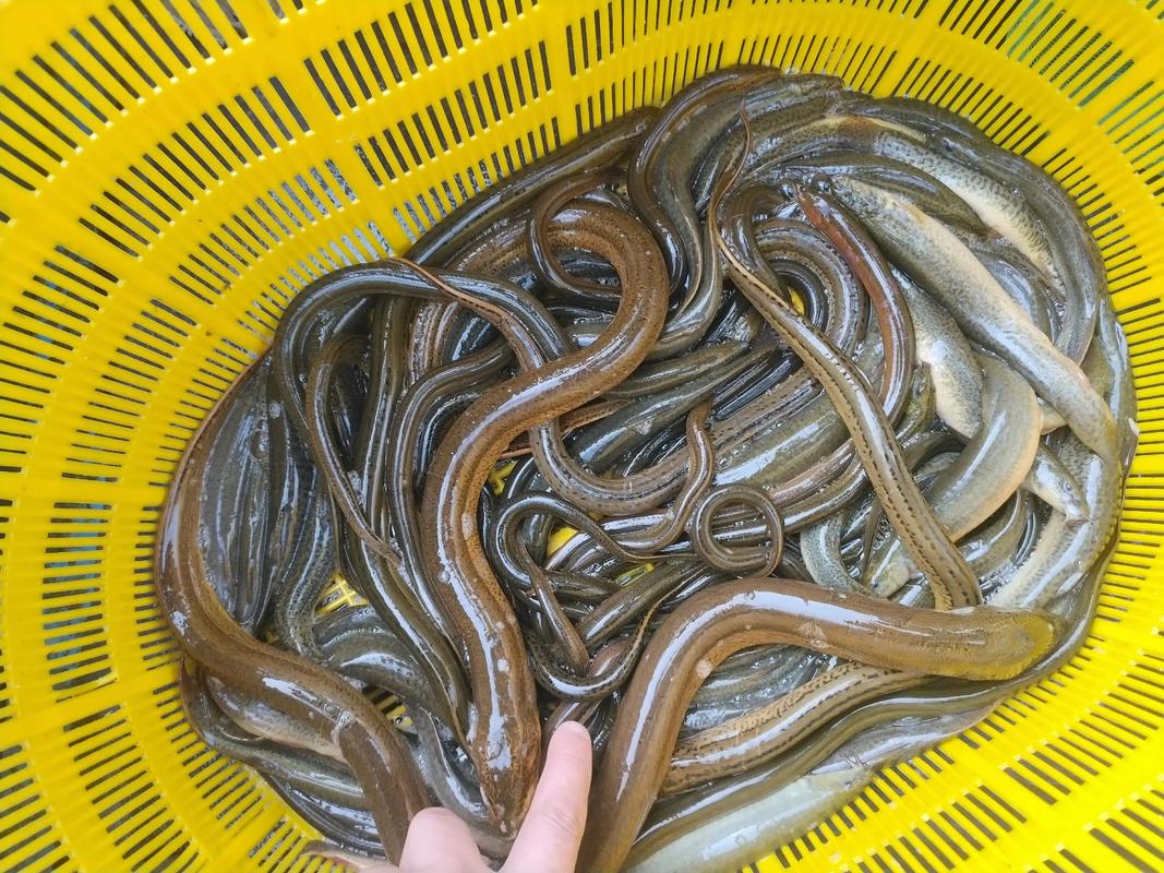 2025荆门黄鳝价格会涨还是跌?-图3 2025荆门黄鳝价格会涨还是跌?-图3