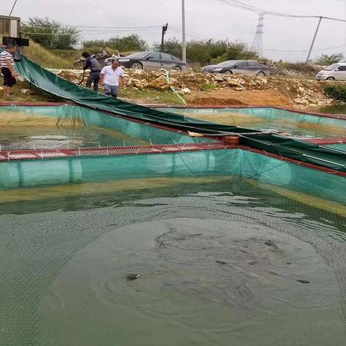 长江螃蟹网箱养殖技术有哪些要点？-图2