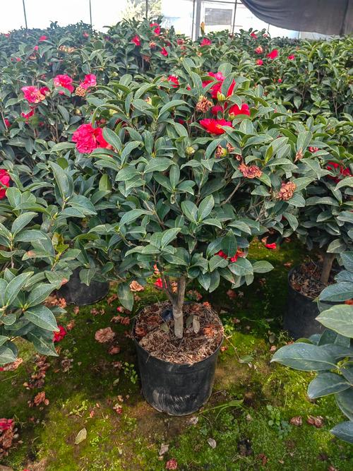 茶花品种有哪些?附图片看花型色彩-图1 茶花品种有哪些?附图片看花型色彩-图1