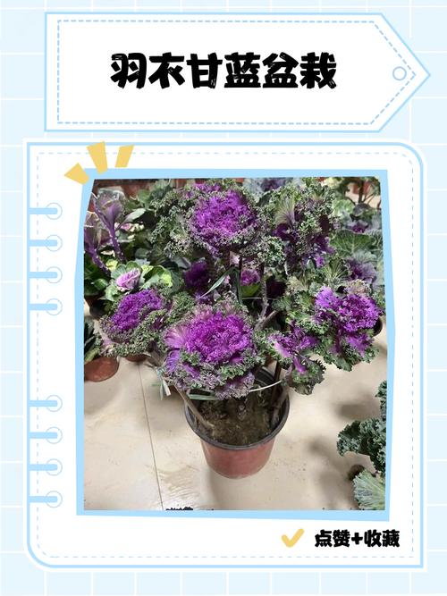 羽翼甘蓝怎么种？视频教你关键技术！-图1