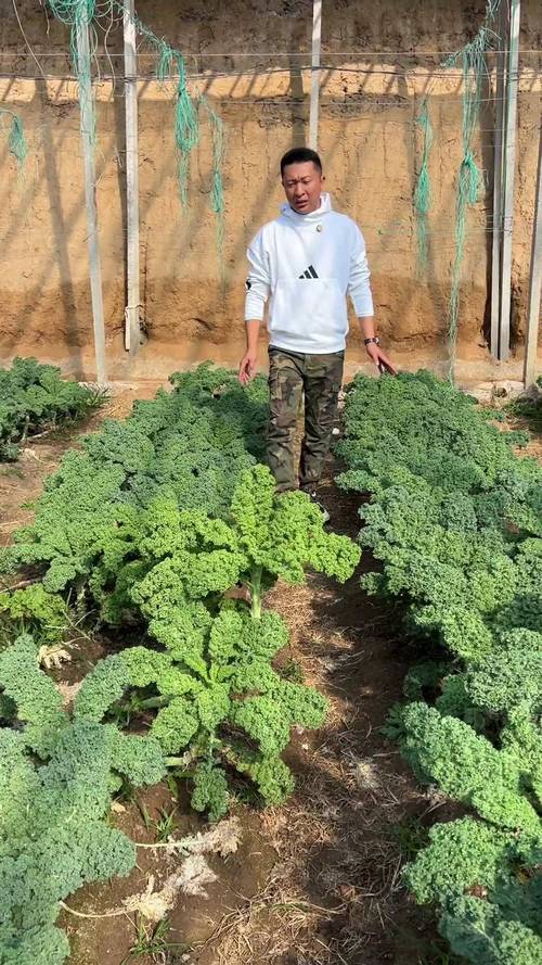 羽翼甘蓝怎么种？视频教你关键技术！-图2