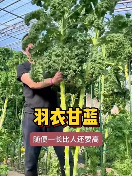 羽翼甘蓝怎么种？视频教你关键技术！-图3