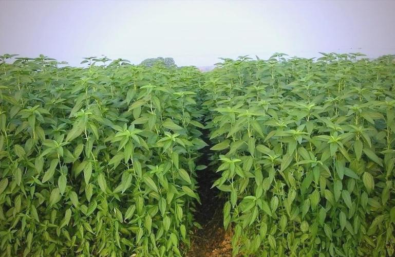 黄麻种植技术视频有哪些关键要点?-图3 黄麻种植技术视频有哪些关键要点?-图3