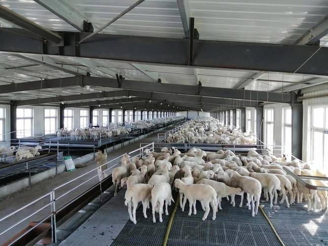 绵羊养殖技术大全视频-图1