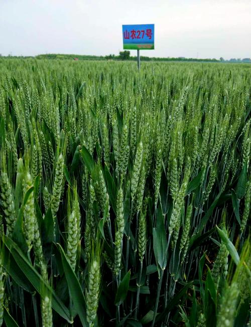 小麦优良品种.有那些-图3 小麦优良品种.有那些-图3