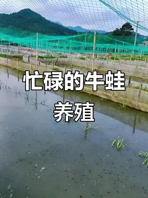 牛蛙养殖技术视频，新手能学会吗？-图1