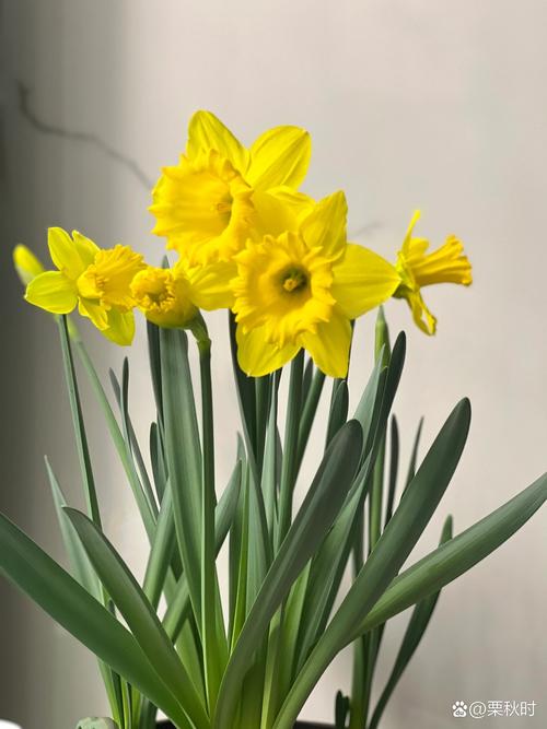 水仙品种有哪些?图片大图全在这!-图2 水仙品种有哪些?图片大图全在这!-图2