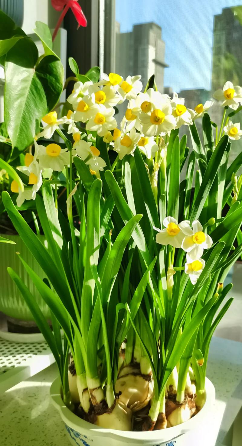 水仙品种有哪些?图片大图全在这!-图1 水仙品种有哪些?图片大图全在这!-图1