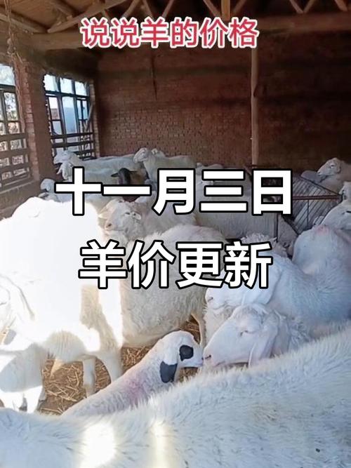 2025沈阳肉羊价格会涨还是跌?-图1 2025沈阳肉羊价格会涨还是跌?-图1