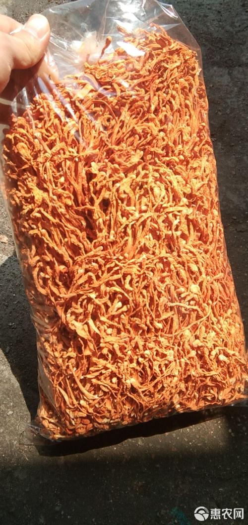 人工培植虫草产地技术有何突破?-图1 人工培植虫草产地技术有何突破?-图1