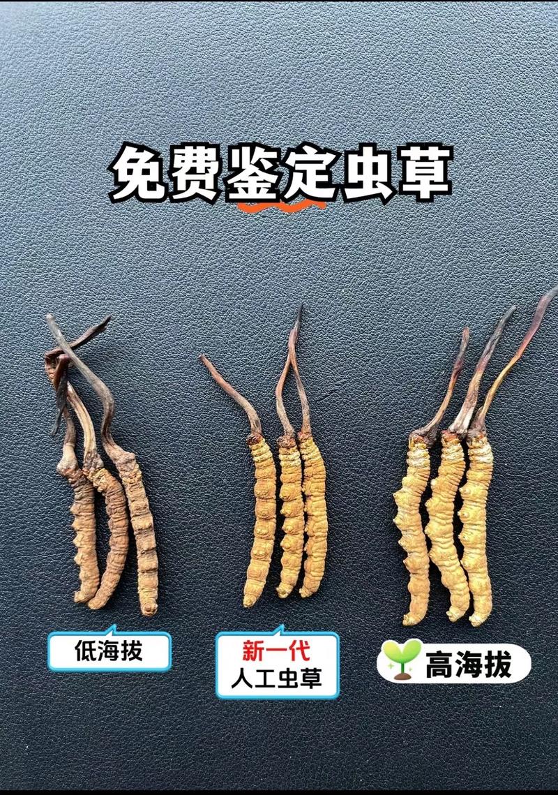 人工培植虫草产地技术有何突破?-图2 人工培植虫草产地技术有何突破?-图2