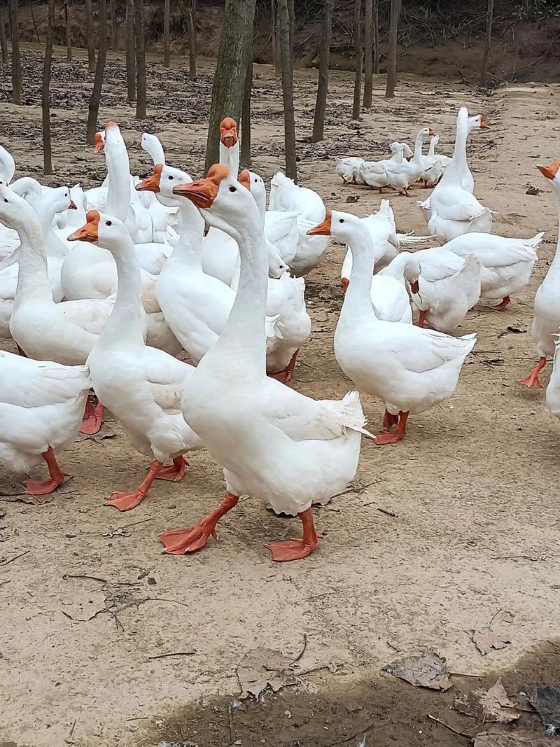 什么品种白鹅最高大?-图1 什么品种白鹅最高大?-图1