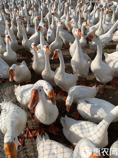 什么品种白鹅最高大?-图2 什么品种白鹅最高大?-图2