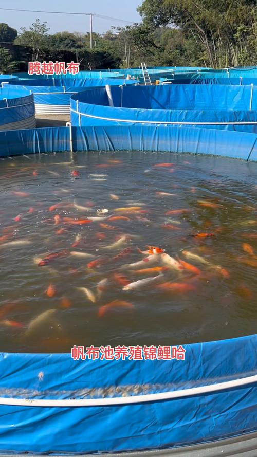 鲤鱼养殖核心技术有哪些？-图2