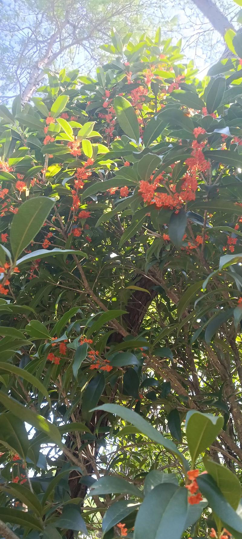 最珍稀桂花品种有哪些？-图3