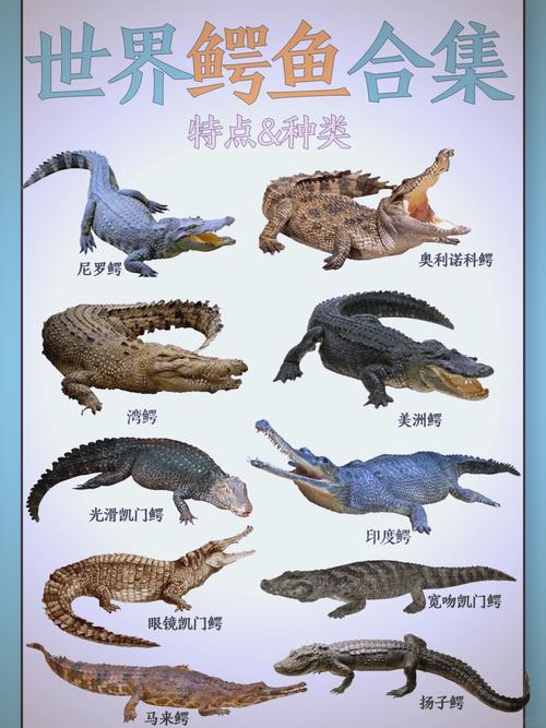 养殖鳄鱼多为哪些品种？-图1