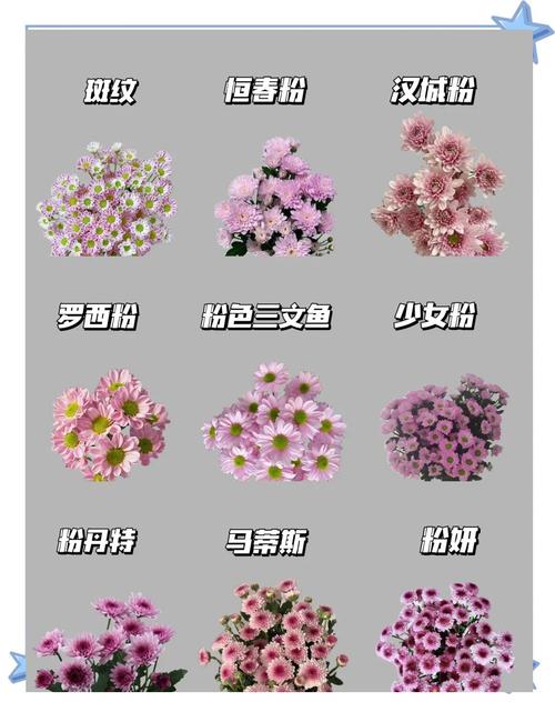 微型菊花品种知多少？-图1