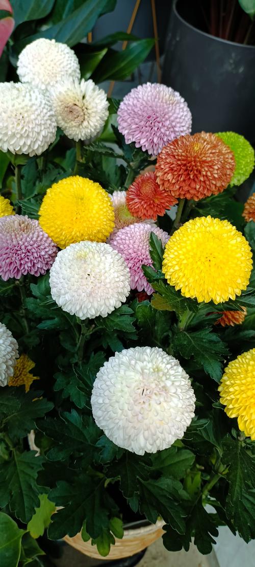 微型菊花品种知多少？-图2