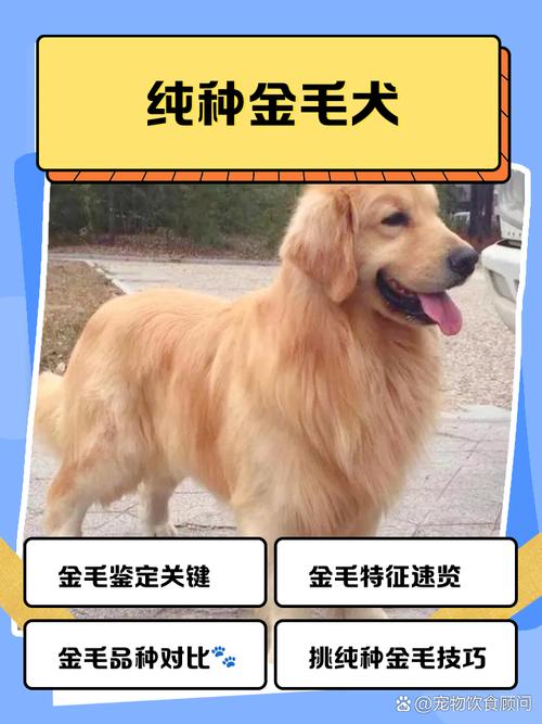 哪些狗品种好卖又赚钱？-图1