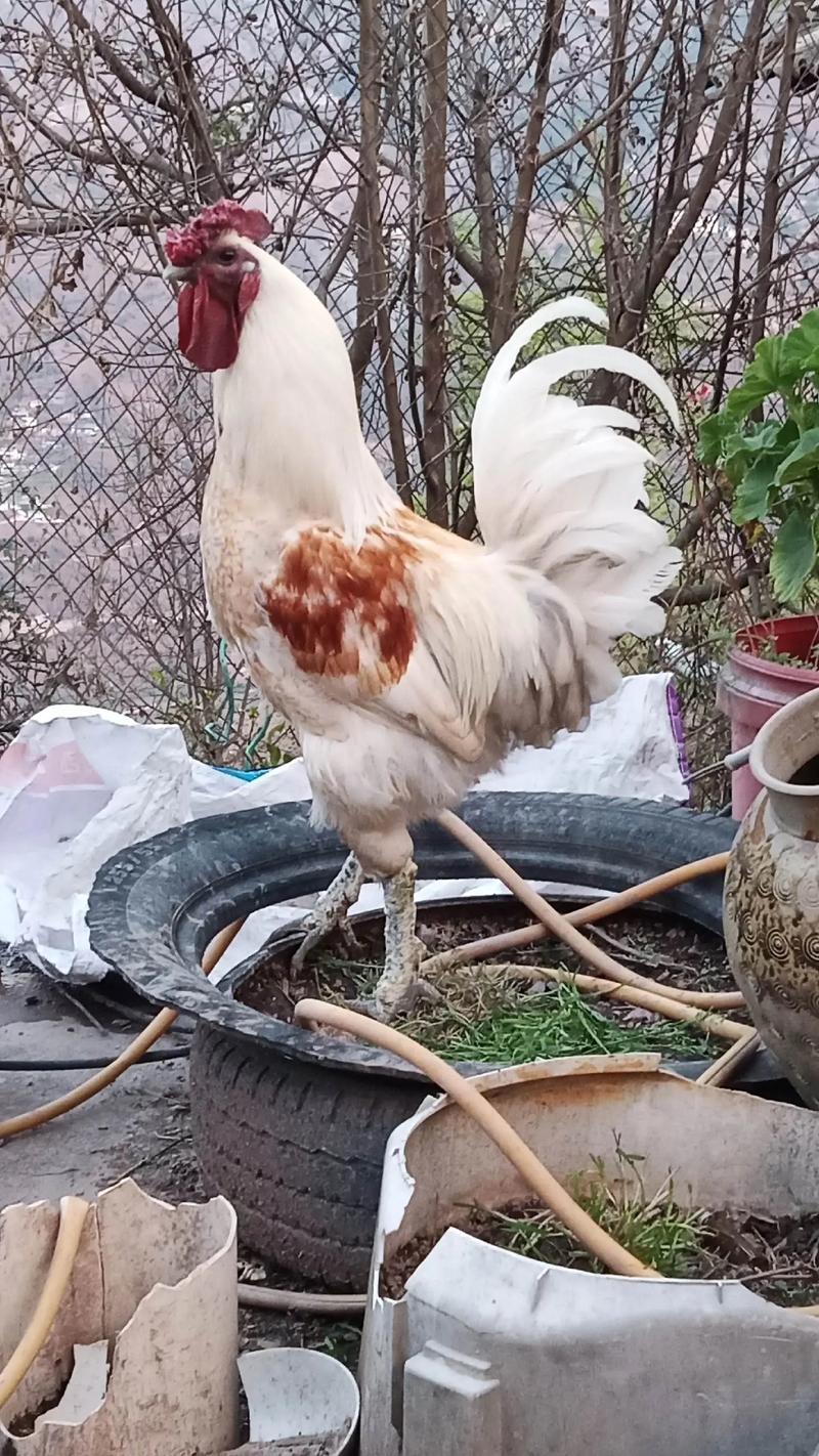 山东最优秀的土鸡品种是哪个？-图3