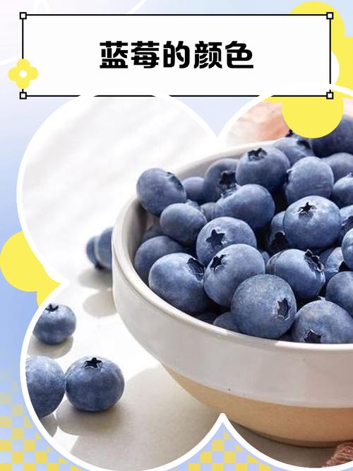 哪种蓝莓品种最好？-图3