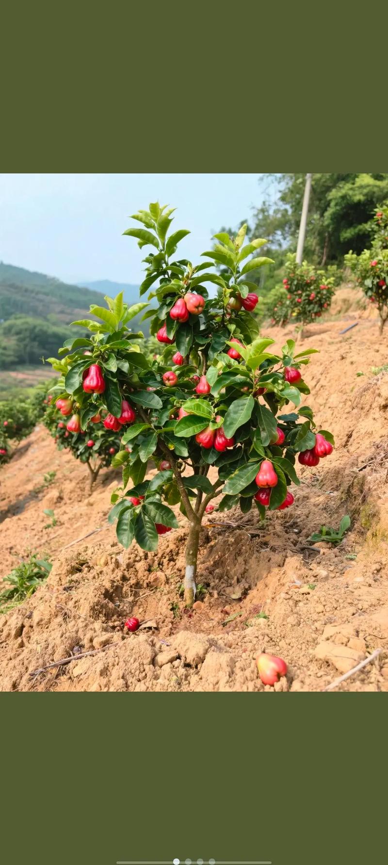 莲雾种植技术视频有哪些关键点？-图3