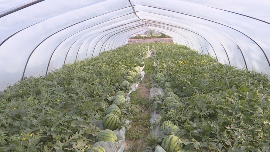 浙江大棚西瓜种植技术有哪些关键要点？-图2